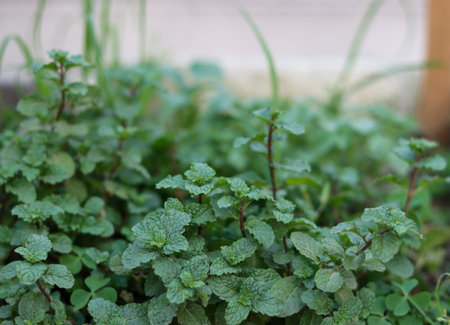 Mint tree growing in a vegetable field. Mint leaves on a natural blurred background. Fresh dark...