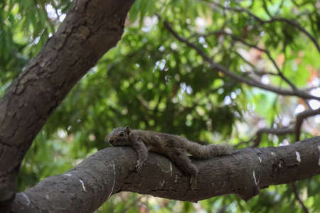 Grey squirrel relaxing on a tree branch close-up shot. Cute and beautiful squirrel laying on a tree. Adorable squirrel sleeping on a tree with natural green background. Natural animal and tree photo.の写真素材