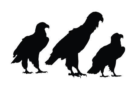 Wild eagle vector design on a white background. Falcon sitting silhouette bundle design. Eagle...