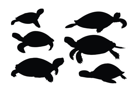 Turtle crawling in different positions, silhouette set vector. Adult turtle silhouette collection on a white background. Beautiful sea creatures like turtles and tortoises full body silhouette bundlesのイラスト素材