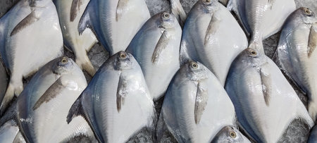 Fresh pomfret fish on the ice close-up shot. Delicious seafood and fish market concept with fresh fish. Clean and white pomfret fish with ice cubes. Pomfret fish closeup shot in a fish market.の写真素材