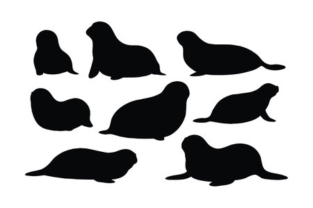Cute seals silhouette bundle design. Wild sea lions sitting in different positions. Seals full body silhouette collection. Big sea creatures and sea lions sitting, silhouettes on a white background.のイラスト素材