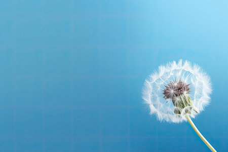 Dandelion flower on blue background with copy space for your text, Dandelion flower on blue background with copy space. 3d rendering, AI Generatedの素材