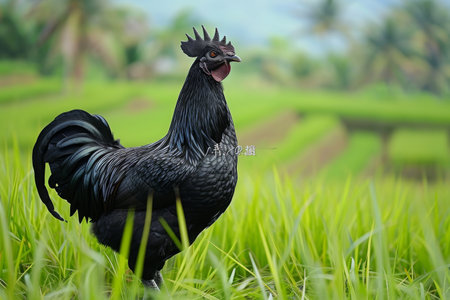 A detailed view of a rooster in its natural habitat, surrounded by green grass, Elusive Ayam Cemani chicken in a lush field, AI Generatedの素材