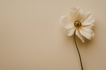 A single white flower stands out against a neutral beige backdrop, A minimalist design featuring a single, elegant flower against a plain backgroundの素材