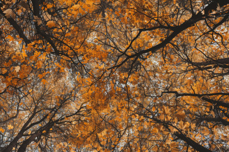 A group of trees with yellow leaves in a vibrant autumnal display, A panoramic view of a tree canopy filled with leaves in shades of orange, yellow, and brownの素材