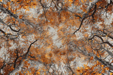 Looking up at the tops of trees covered in vibrant autumn leaves, A panoramic view of a tree canopy filled with leaves in shades of orange, yellow, and brownの素材