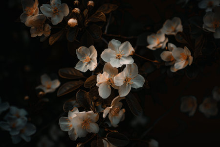 Delicate white flowers bloom on tree branches in the dark, illuminated by subtle light, Delicate florals blooming in the darknessの素材