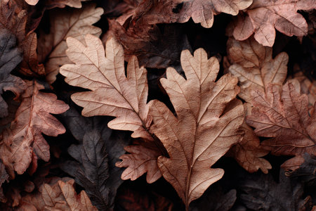 Closeup view of fallen oak leaves showcasing intricate textures and natural colors on the forest floor during autumn seasonの素材