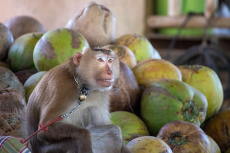 macaque that is tethered to work cruelly in Asiaの写真素材