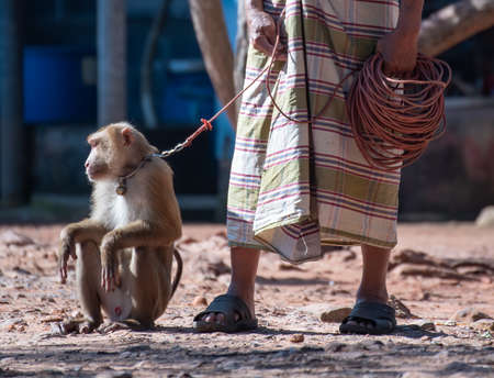 macaque that is tethered to work cruelly in Asiaの写真素材