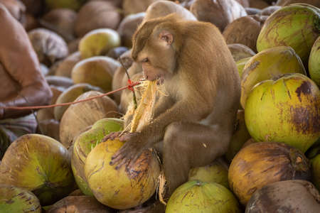 macaque that is tethered to work cruelly in Asiaの写真素材