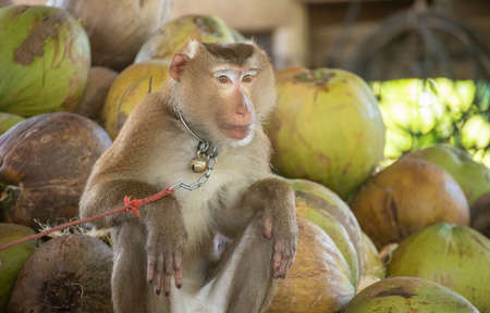 macaque that is tethered to work cruelly in Asiaの写真素材