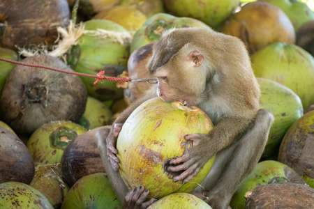 macaque that is tethered to work cruelly in Asiaの写真素材