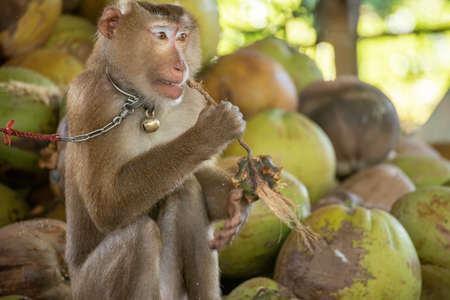 macaque that was tethered to work with a coconut. Brutally in Asiaの写真素材