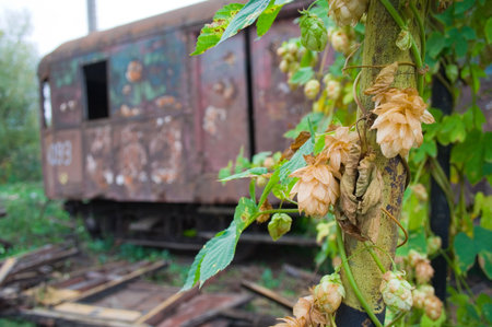 Abandoned train carriage