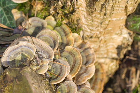 Macro detail of tree fungus.