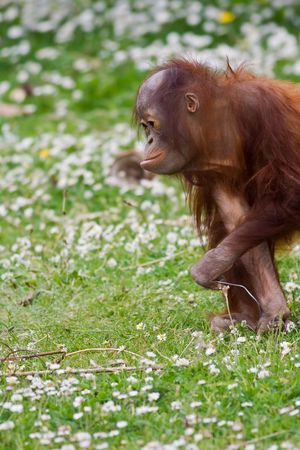 Young  orangutan playing in the grass.の写真素材