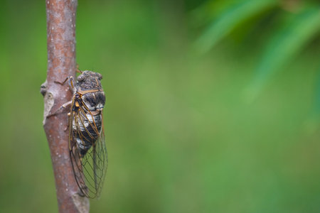 Cicada isolated on green.