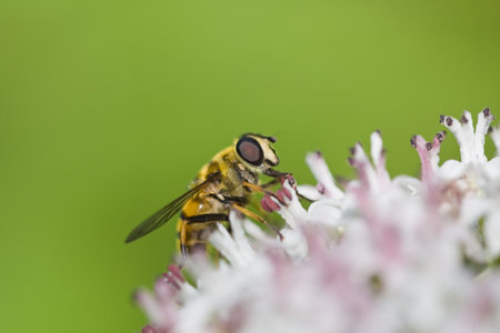 Myathropa florea isolated on green.