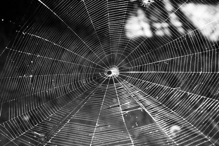Spider web in black and white.の写真素材