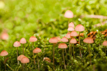 Mycena mushrooms in the forest.