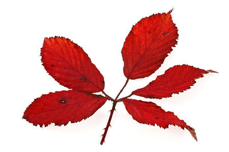 Blackberry leaf in autumn isolated on white.