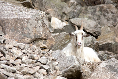 Goat in the mountain, sitting on rocks.の写真素材