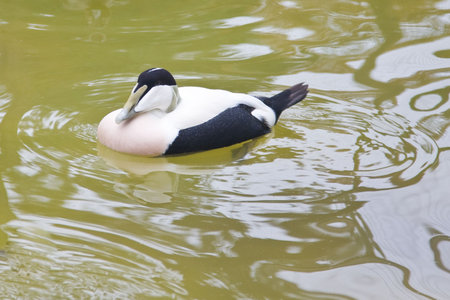 Common Eider on a pond.