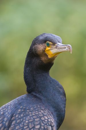 Great cormorant isolated on greenの写真素材