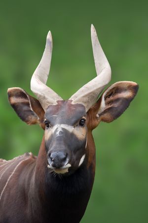 Bongo Taurotragus euryceros isaaci Antilopeの写真素材