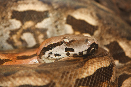 Indian phyton portrait.