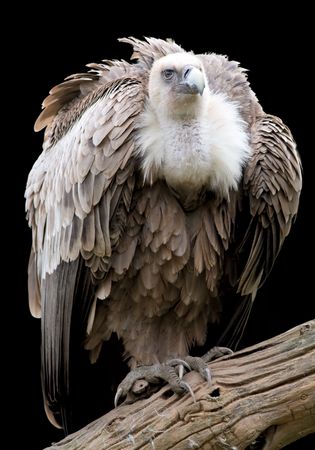 Portrait of a Griffon isolated on white.の写真素材