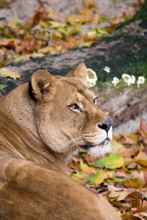 Lioness portrait in a zoo.の写真素材