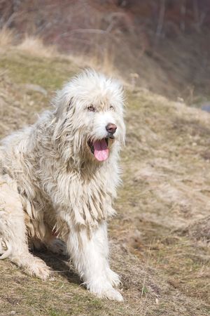 Romanin shepherd dog enjoying the spring.の写真素材