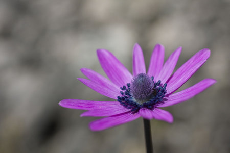 Close up of an anemone.の写真素材