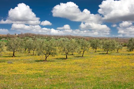 Olive trees plantation in spring.の写真素材