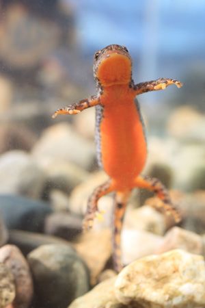 Alpine newt swimming in the water.の写真素材