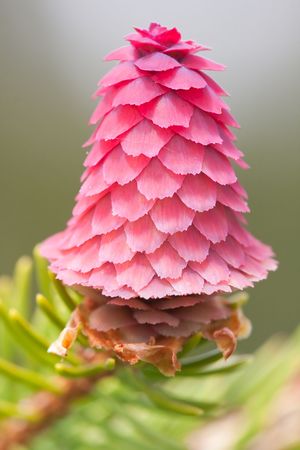 Macro of a spruce flower.の写真素材