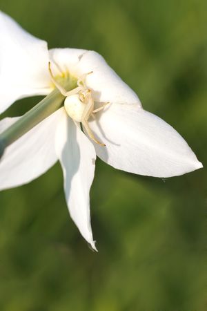 Crab spider sitting on a daffodilの写真素材