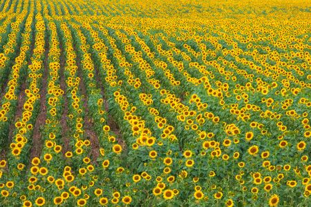 Sunflower fields in summer.の写真素材
