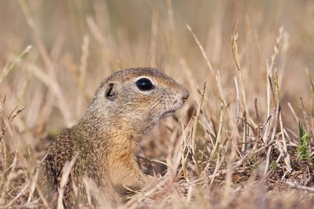 Portrait of an European ground squirrelの写真素材