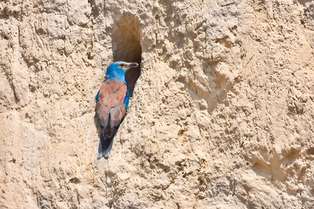 Roller bird in the wildの写真素材