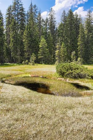 The Molhas bogs in Apuseni mountains, Romaniaの写真素材