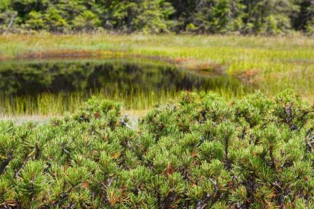 Pinus Mugo in the Molhas bogs in Apuseni mountains, Romaniaの写真素材