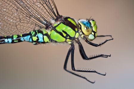Southern Hawker close up portraitの写真素材