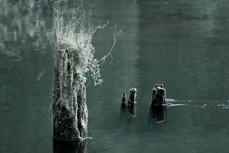 Tree stumps at the Red Lake, Romania.の写真素材