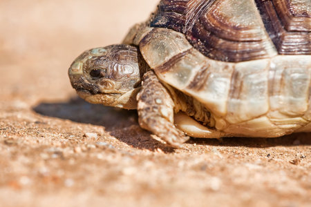 Portrait of a Spur-thighed tortoise on the ground