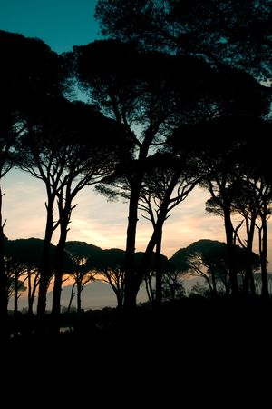 Strophylia forest in Kalogria at sunrise in Greeceの写真素材
