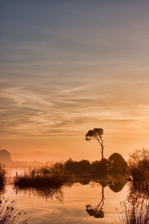 Strophylia forest in Kalogria at sunrise in Greeceの写真素材
